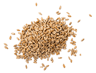 Petit épeautre grains BIO 10kg