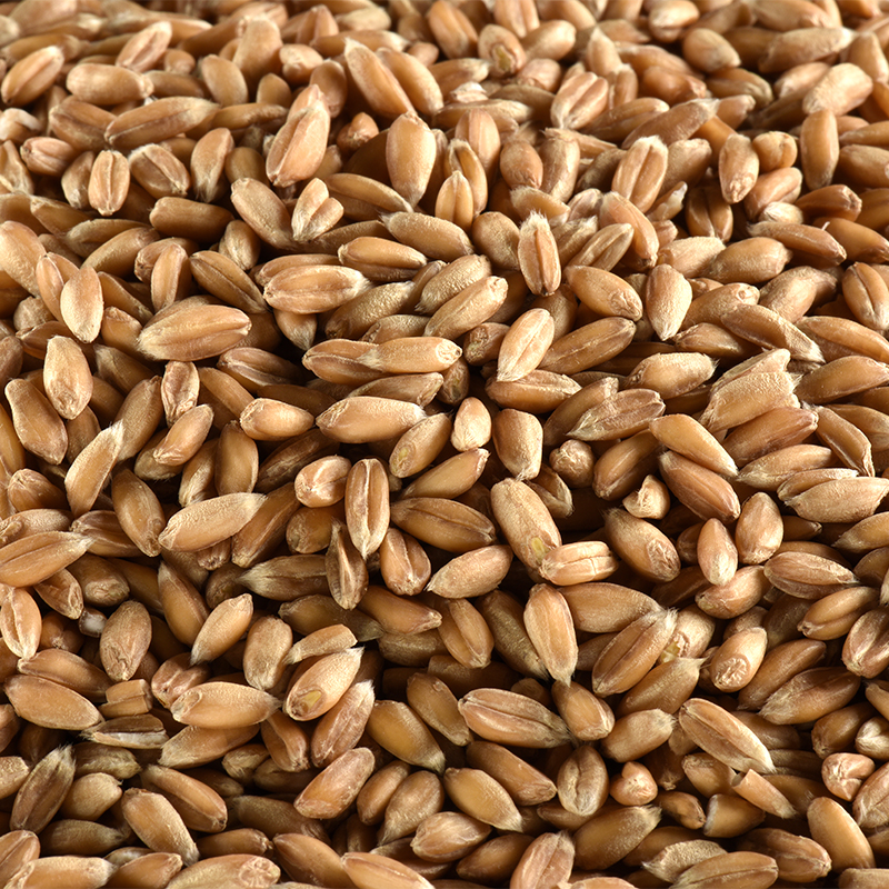 Epeautre BIO 5 kg