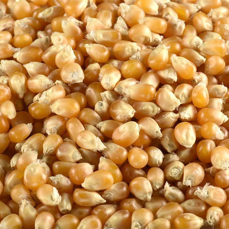 Maïs à pop-corn BIO 5 kg