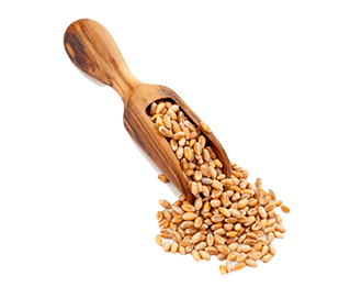 [CE3020] Petit épeautre BIO 3kg 