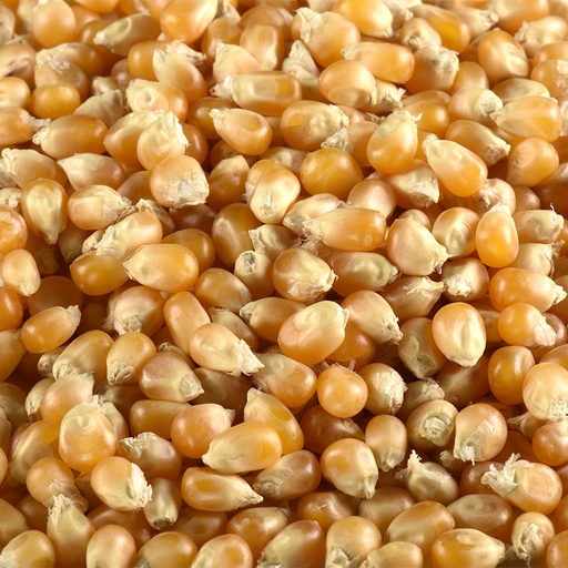 [LJMAISAPOP] Maïs à pop-corn BIO 5 kg
